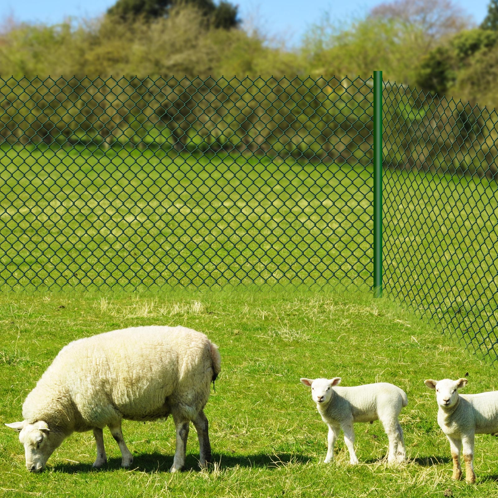 Chain link fence | PVC coating | Green | Various lengths and heights