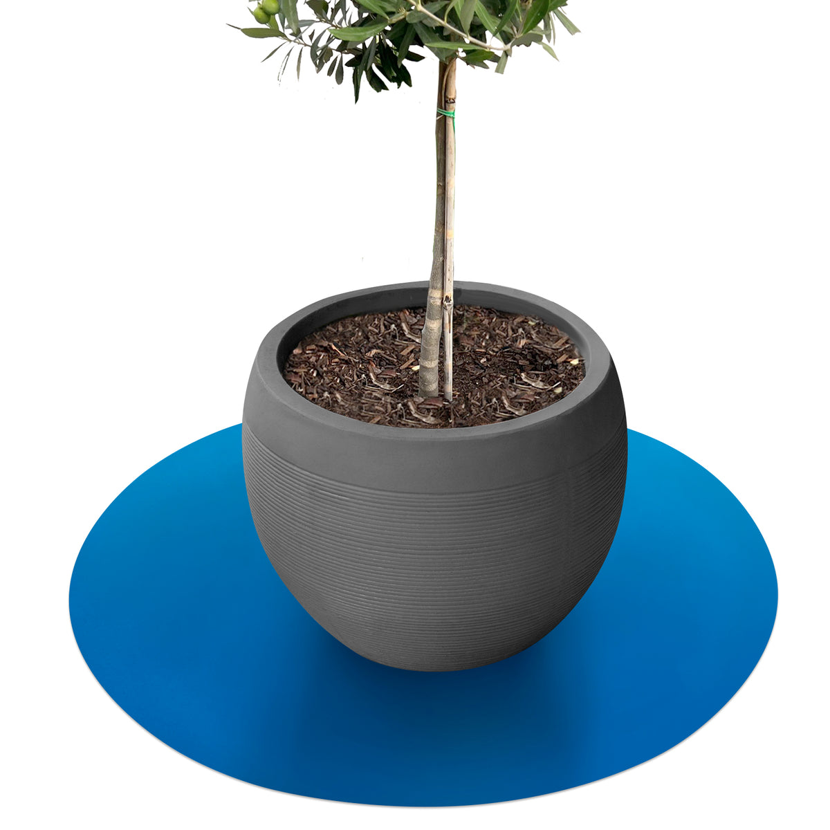 Saucer for flower pots with bevelled edge | Majesty | Protection for the floor | In many colours and sizes